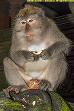 macaque